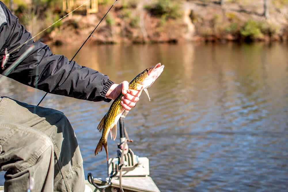 De ce să alegi un peste de Delta?