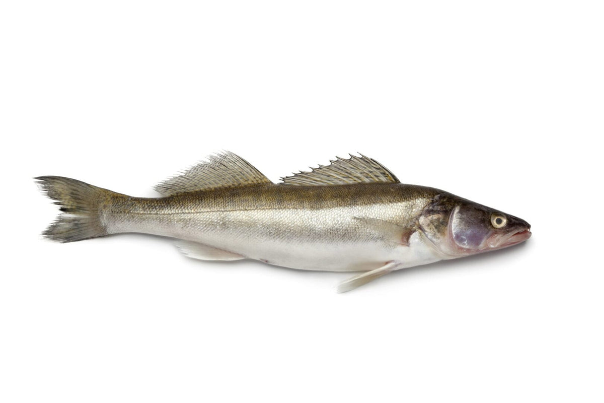 Fresh Zander
