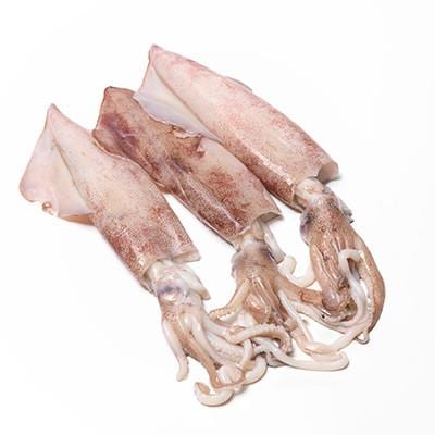 arrow squid