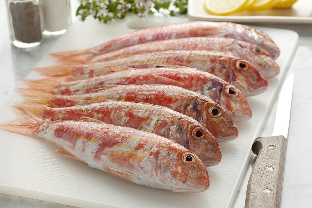 Fresh striped red mullets