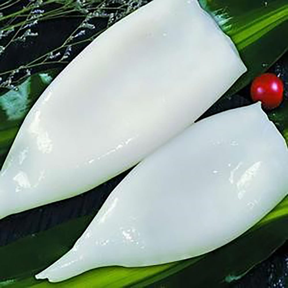 calamar tub u10_1000