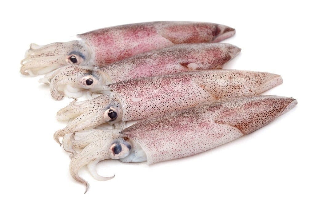 calamr patagonia