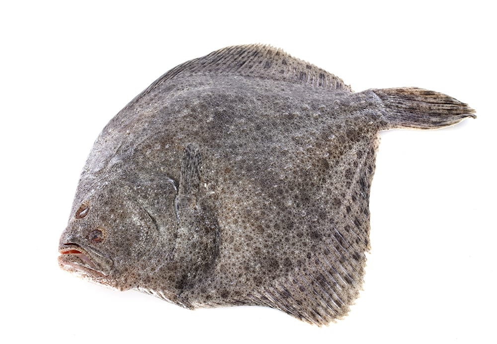 turbot