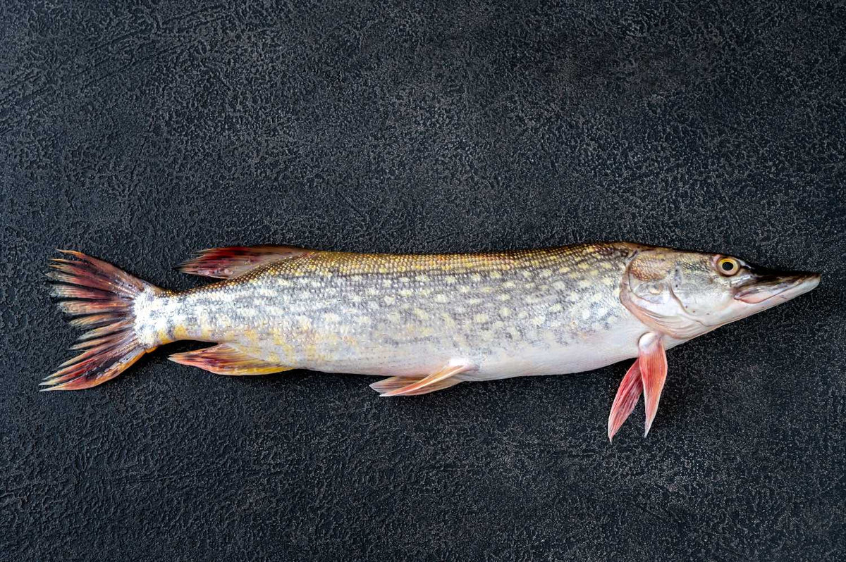 Știucă întreagă 0.8-1kg