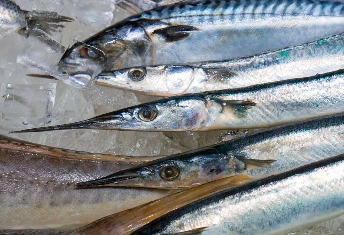 fresh-garfish-for-sale-PFAVVGZ