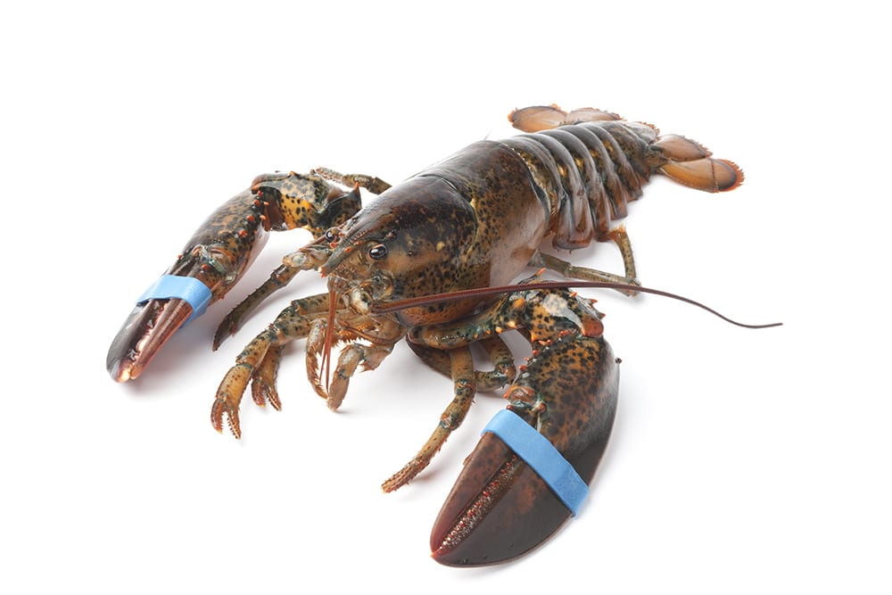 Fresh living lobster