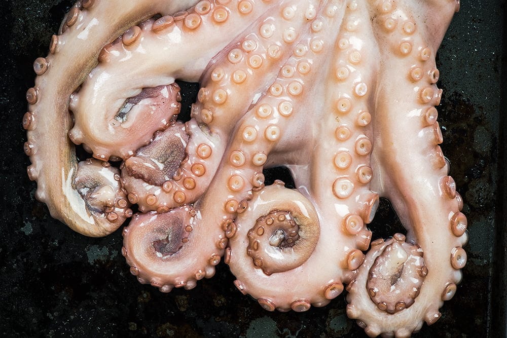 Octopus tentacles closeup detail view