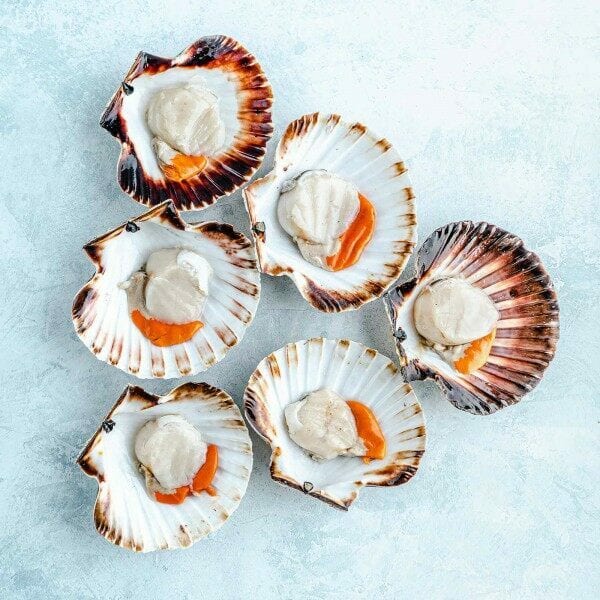 shell fishtodoor